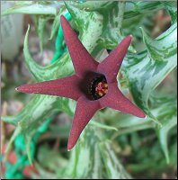 Orbea deflersiana 